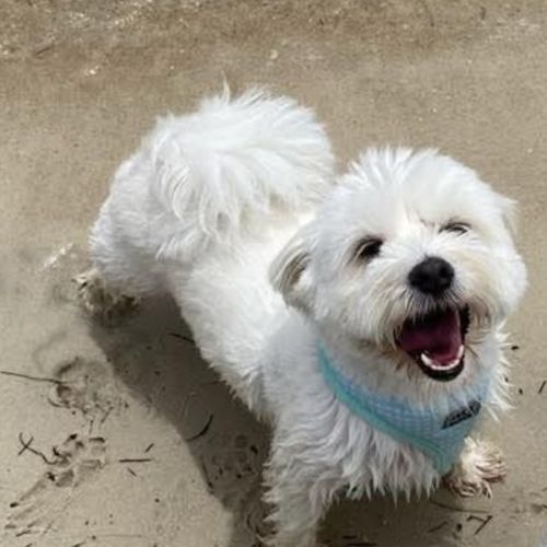 No photo for Scarlett 