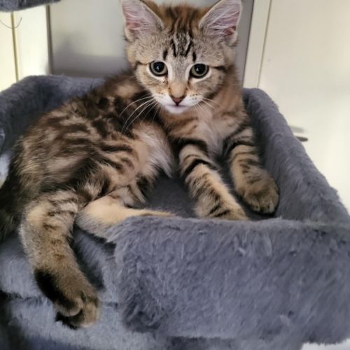 Moana meet me @petstock carrum downs store 