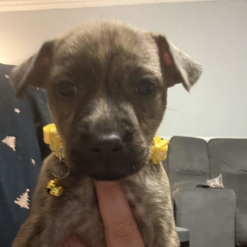 Collar Yellow