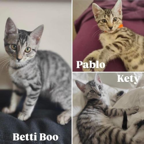 11604 - Betti Boo