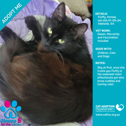 Fluffy Just $50 Limited Time!