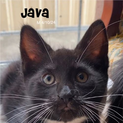 Java