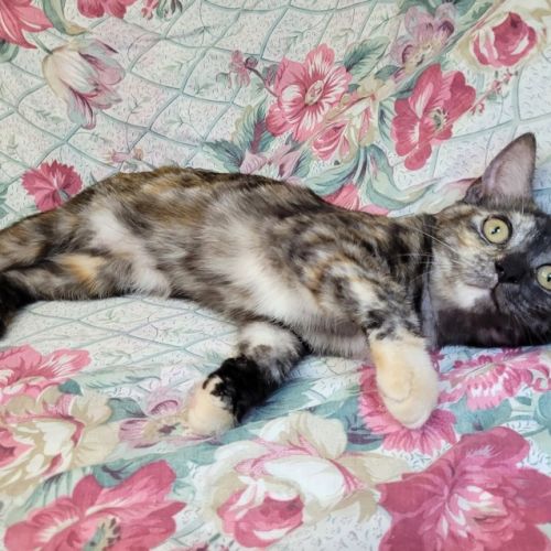 Rainbow Cabbage 🌈