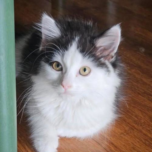 Sienna - Located in Wallan