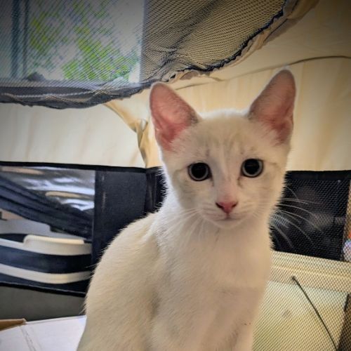 Simba