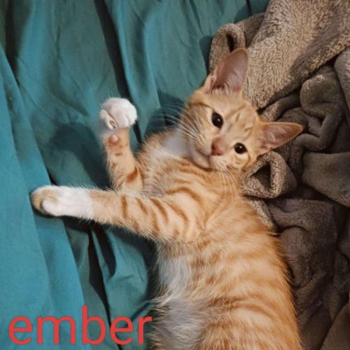 Ember