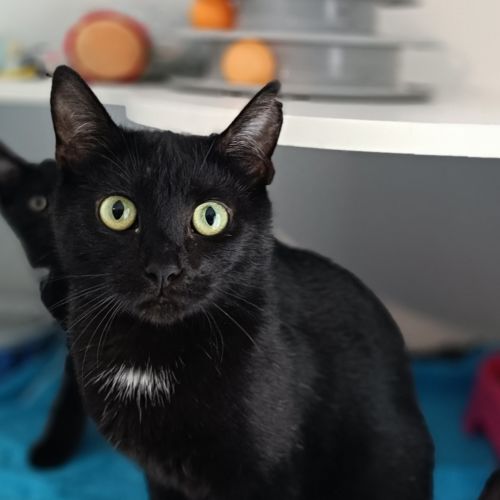 Norma