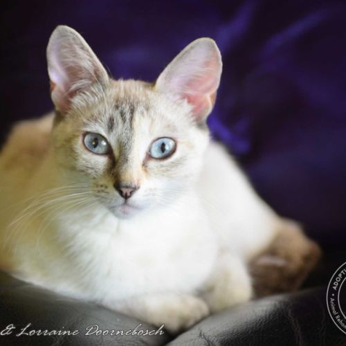 No photo for Thistle