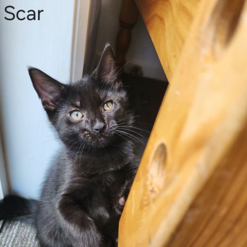 Scar