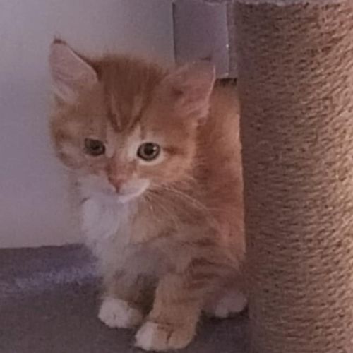Jingles