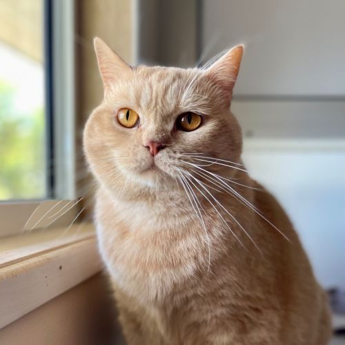 Garfield
