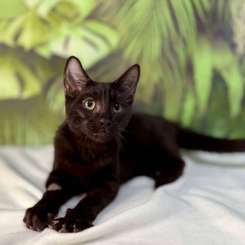 Ninja - Located in Surrey Hills