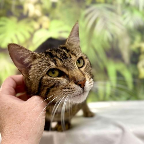 Abby - Located in Preston