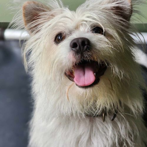 🦴 Fideaux 5758 🦴