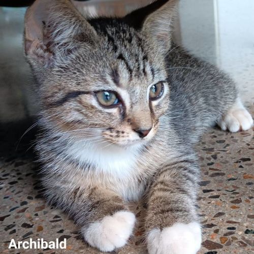 Archibald