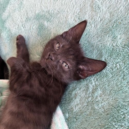 Luci