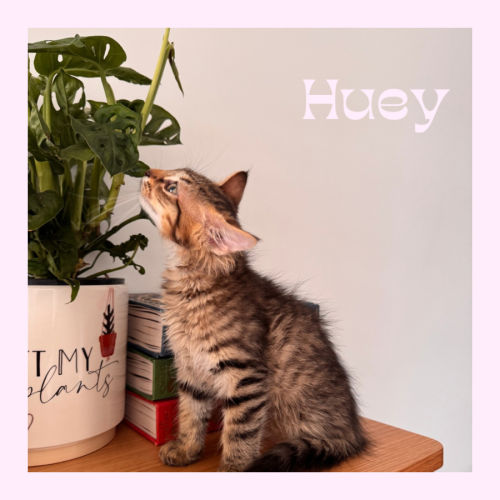 Huey