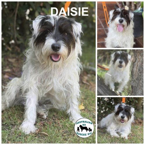 Daisie 