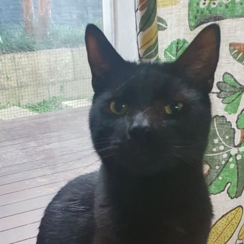 Sirius 