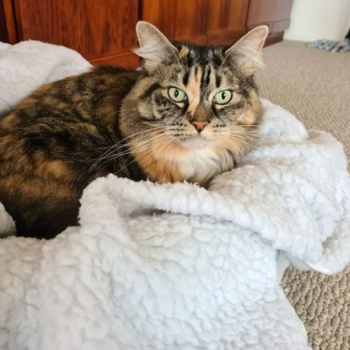 No photo for Bear 🩷