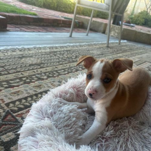 Penny