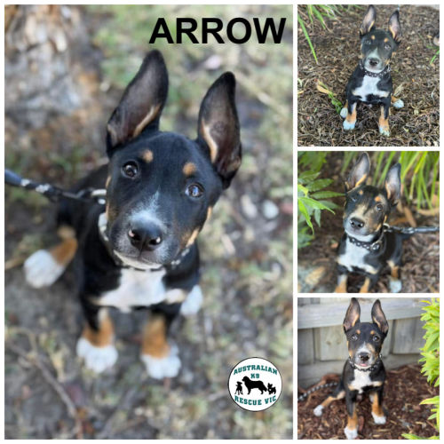 Arrow 
