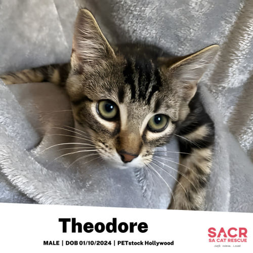 Theodore