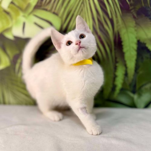 Miruku - Located in Coburg