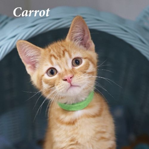 Carrot
