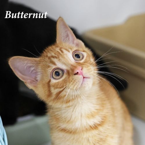 Butternut