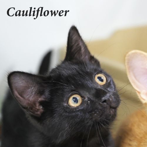 Cauliflower