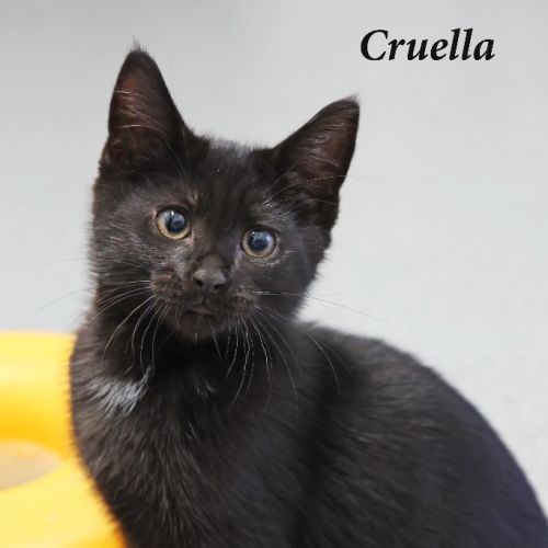 Cruella