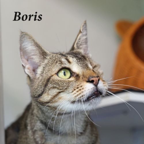 Boris