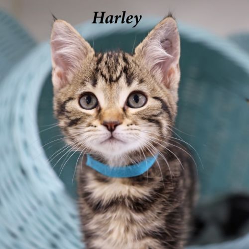 Harley