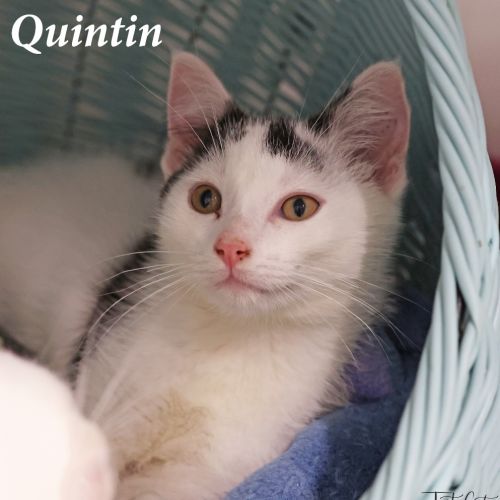 Quintin