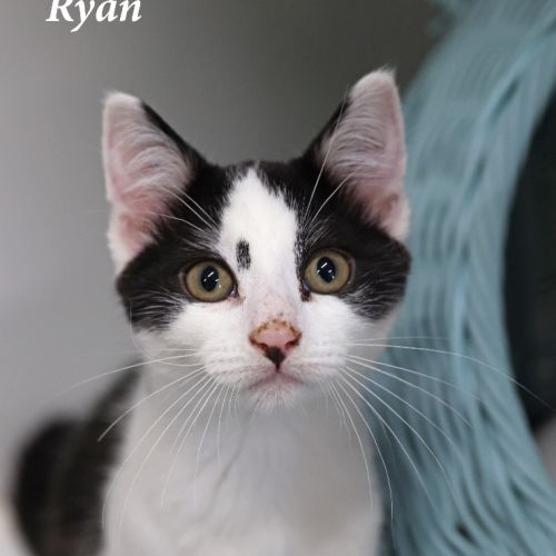 Ryan