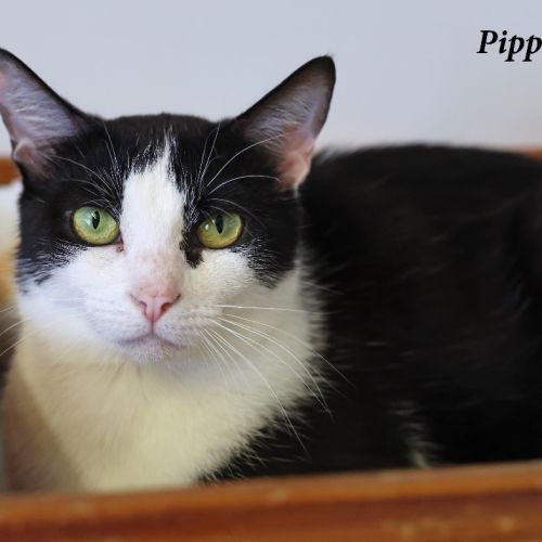 Pippi