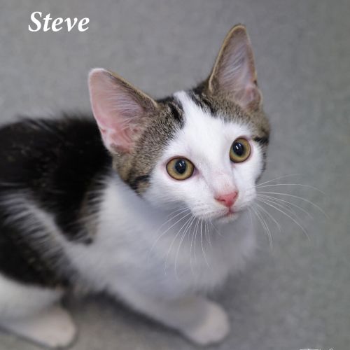 Steve