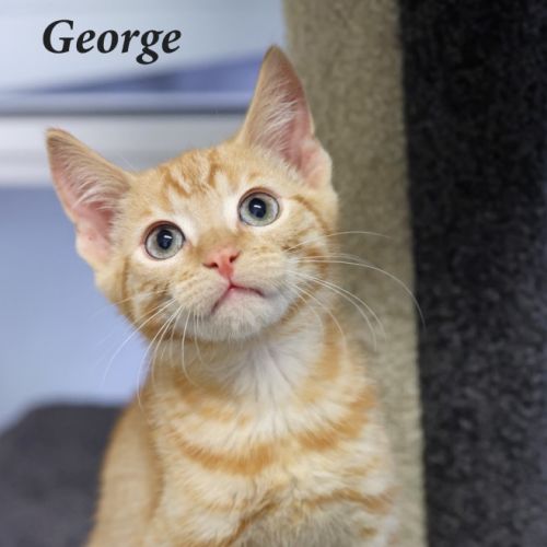 George