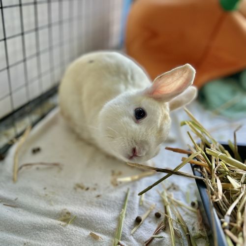 Cotton