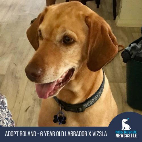 Roland - 6 Year Old Labrador X Vizsla (On Trial)