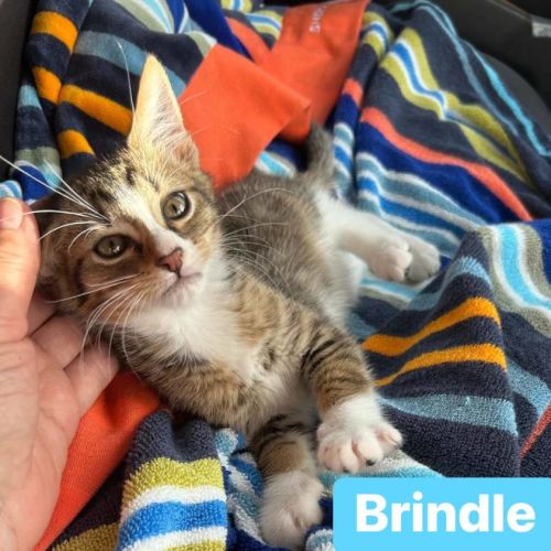 Brindle