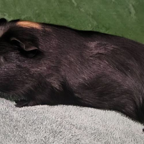 Theodore (bonded To Terrence 