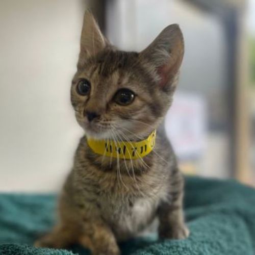 Hazel