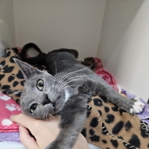Ozias