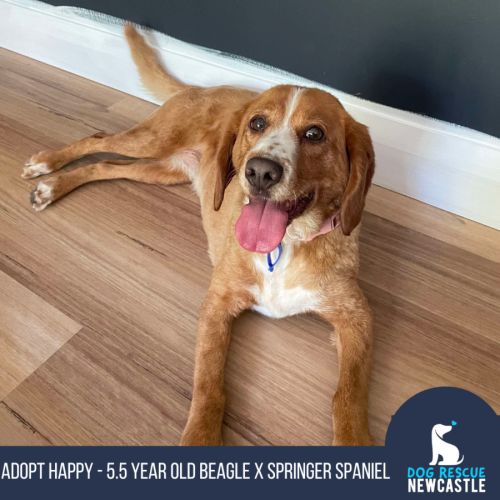 Happy - 5.5 year old Beagle x Springer Spaniel