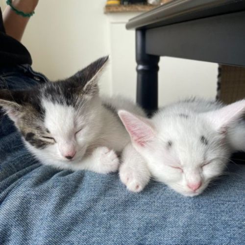 Wednesday & Pugsley- PETstock Birkenhead Point