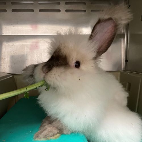 Minnie - Available at PetStock Engadine