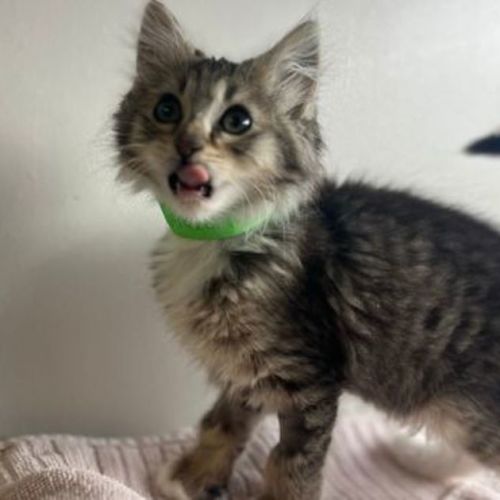 Fiyero