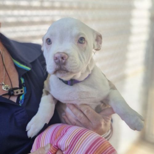 No photo for Peaches